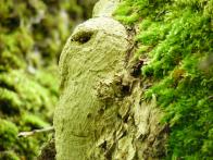 Esprits de la nature Esprits de la nature